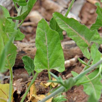 Convolvulus equitans, Texas Bindweed, Southwest Desert Flora